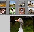 a_photograph_gallery.jpg